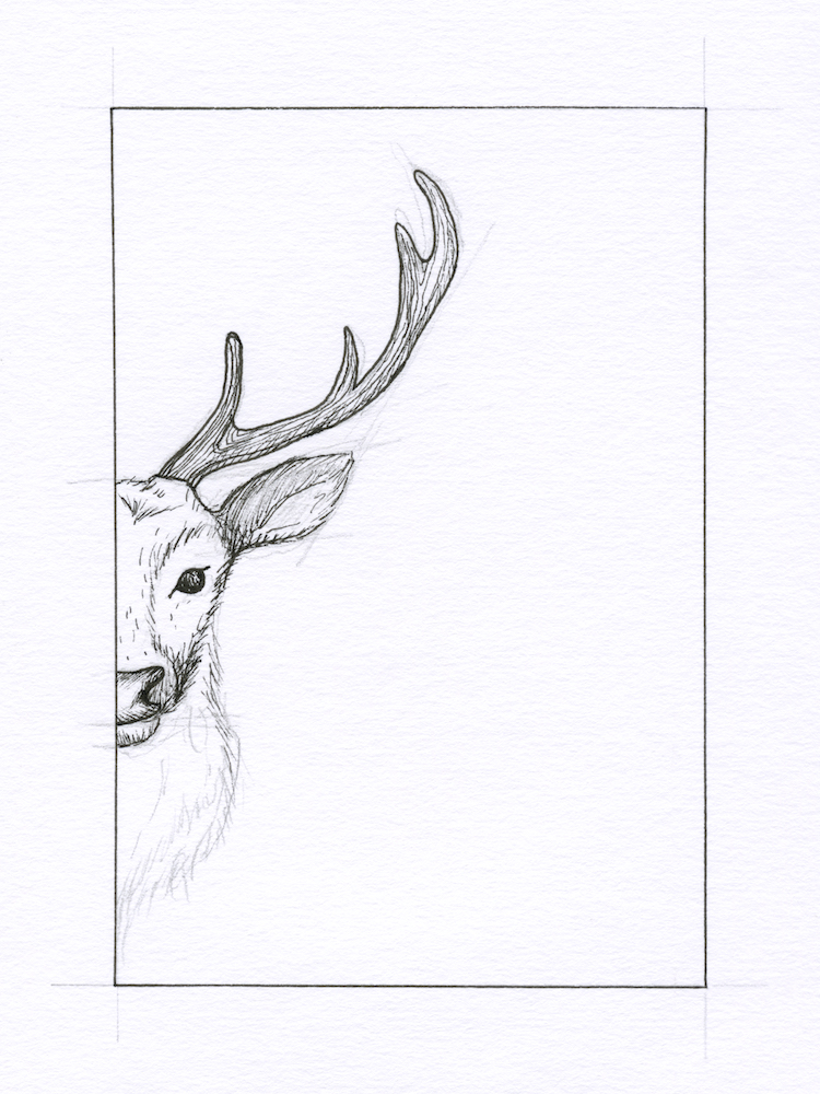 Deer