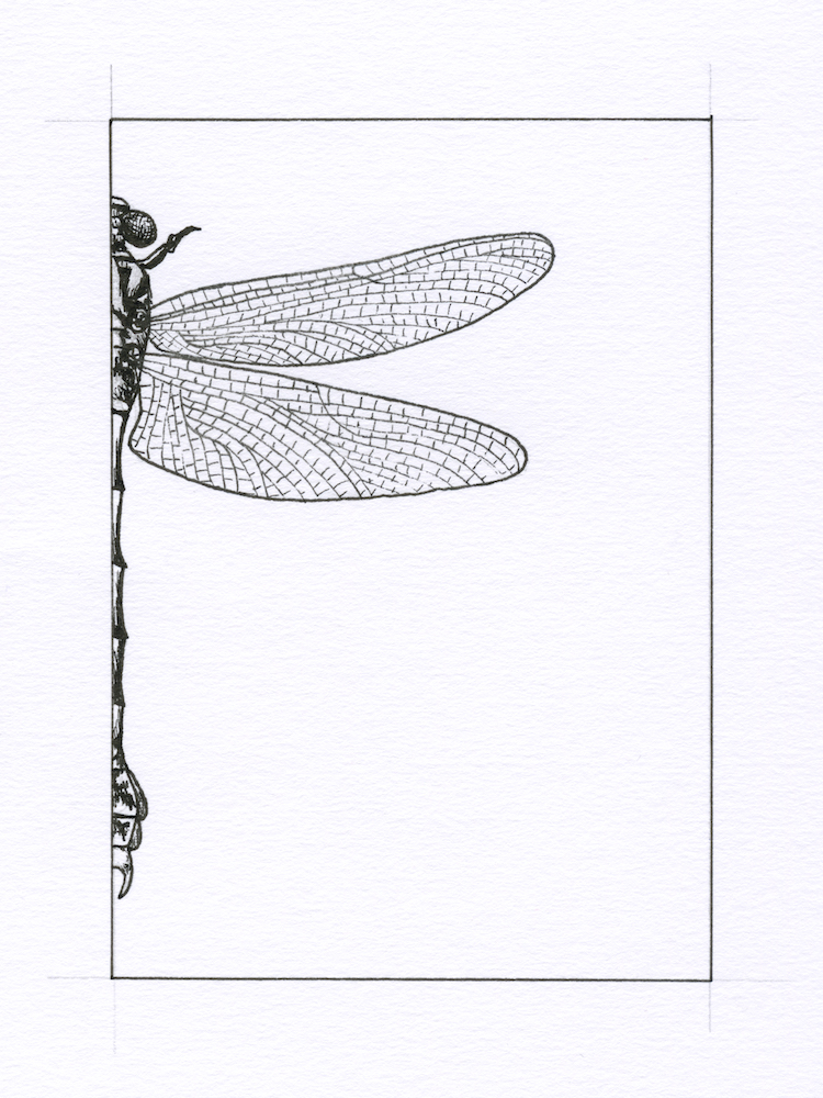 Dragonfly1