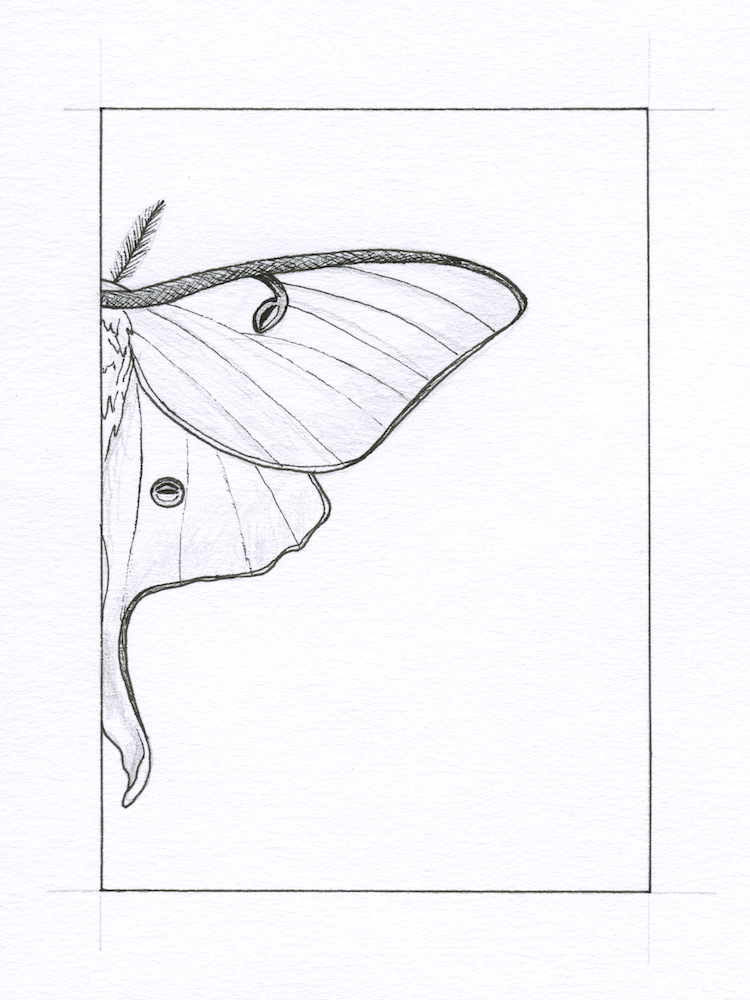 Luna Moth